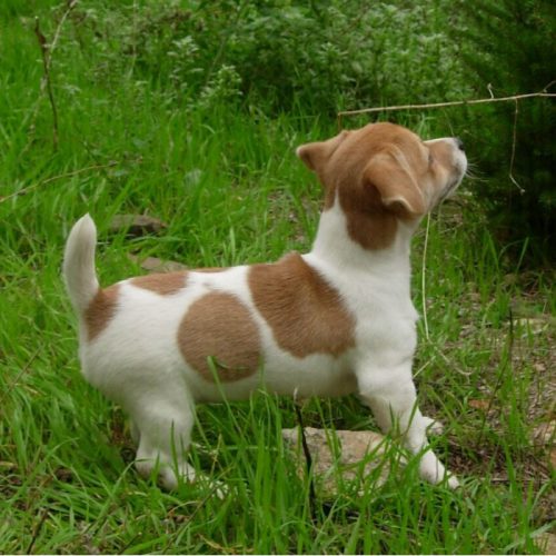 patty-venta-de-cachorros-de-jack-russell-terrier